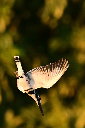 Pied kingfisher diving, Chobe NP, Botswana