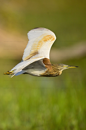 Pond heron in flight, Okavango Delta, Botswana