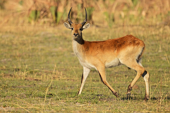 Red  lechwe, Okavango Delta, Botswana