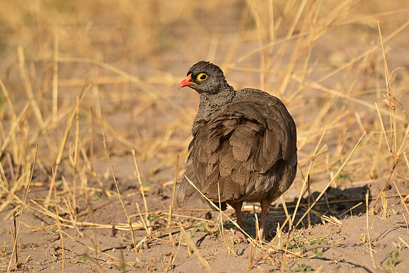 Red-billed spurfowl, Chobe NP, Botswana