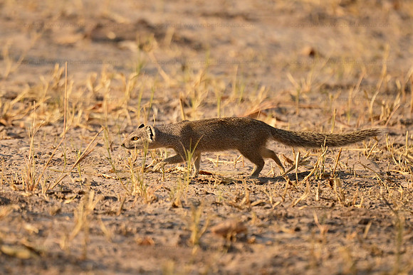 Slender mongoose, Savuti, Botswana