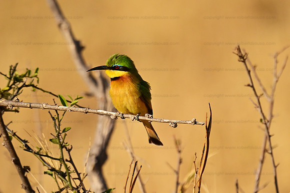 Little bee-eater, Chobe NP, Botswana