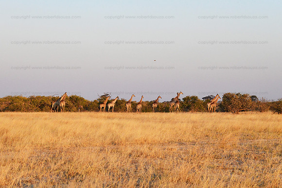 A horizon of giraffe, Savuti, Botswana