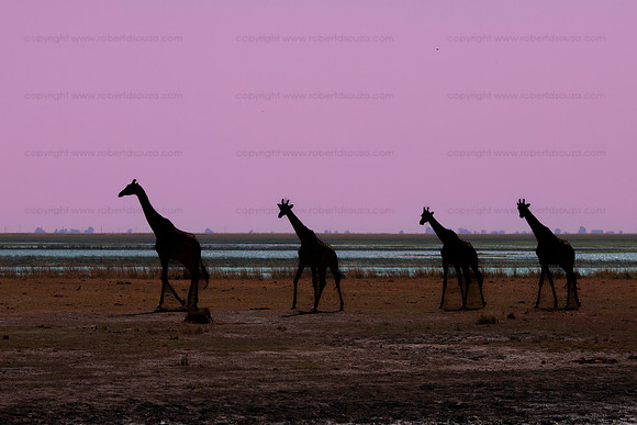 Twilight at Chobe NP, Botswana
