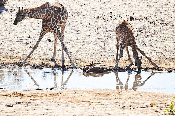 Southern giraffe with young, Savuti, Botswana