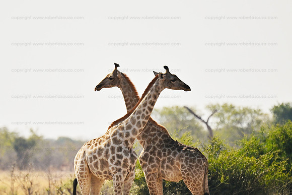 Southern giraffe, Savuti, Botswana