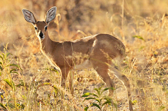 Southern reedbuck, Savuti, Botswana