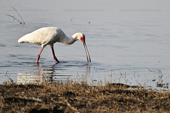 Spoonbill, Chobe NP, Botswana