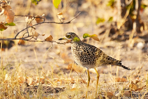 Spotted thick-knee, Savuti, Botswana
