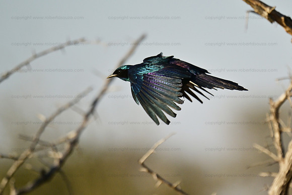 Burchell's starling in flight, Klaserie, South Africa