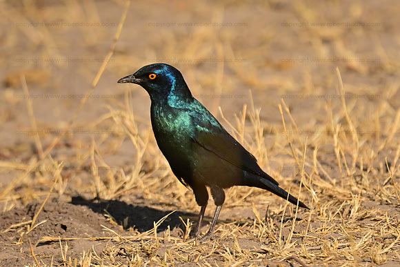 Greater blue-eared starling, Chobe NP, Botswana