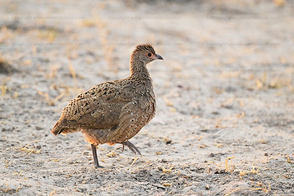 Swainson's spurfowl, Savuti, Botswana