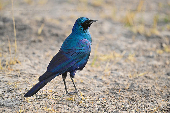 Burchell's starling, Savuti, Botswana