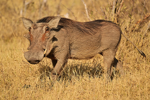 Wart hog, Chobe NP, Botswana
