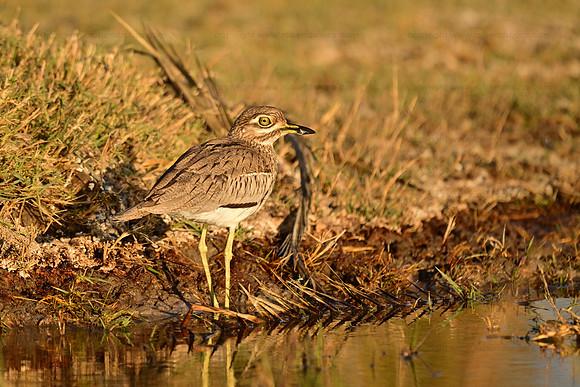 Water thick-knee, Okavango Delta, Botswana