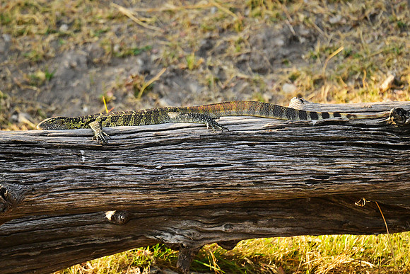 Water monitor lizard, Chobe NP, Botswana