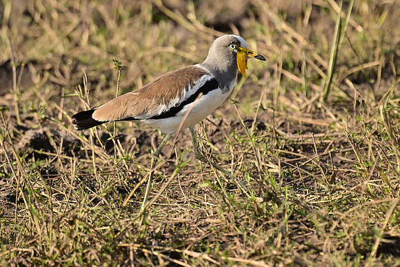 White-headed lapwing, Chobe NP, Botswana