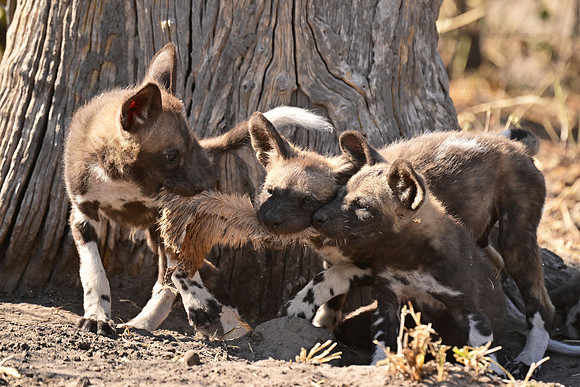Wild dog pups playing, Savuti, Botswana
