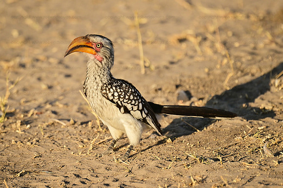 Yellow-billed hornbill, Okavango Delta, Botswana