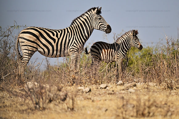 Burchell's zebra mother and foal, Chobe NP, Botswana