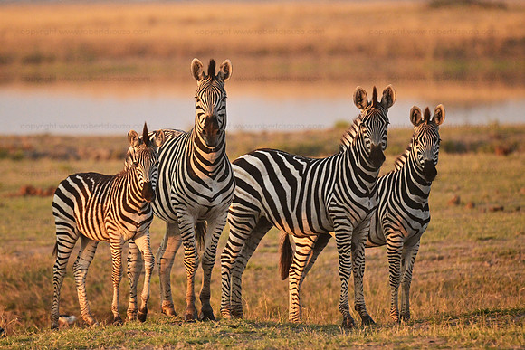 Burchell's zebra, Chobe NP, Botswana