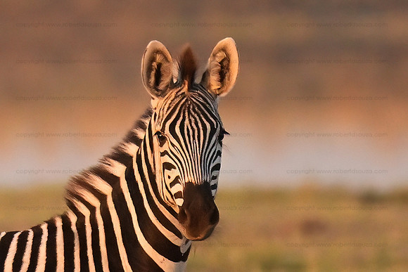 Burchell's zebra, Chobe NP, Botswana