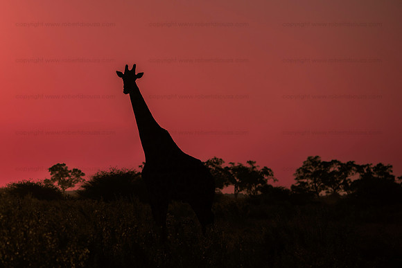 Giraffe at sunset, Savuti, Botswana