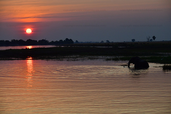 Elephant taking a sunset dip in the Chobe river, Botswana