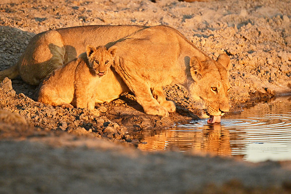 Lion cub with mother at a waterhole, Savuti, Botswana