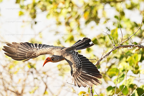 Red-billed hornbill in flight, Savuti, Botswana