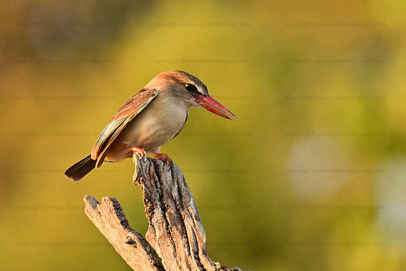Brown-hooded kingfisher, Chobe NP, Botswana