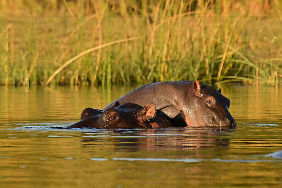 Hippopotamus calf riding on its mother's back, Okavango Delta, Botswana
