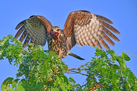 Snail  Kite female with crab 2 of 2, Taiamã Reserve