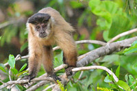 Tufted Capuchin monkey, Poconé