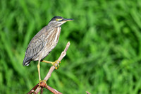 Striated Heron, Paraguay River