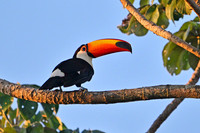 Toco Toucan, Taiamã Reserve