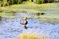 Female mallard, Yellowstone NP Wyoming