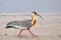 Buff-necked Ibis, Paraguay river
