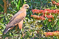 Savannah Hawk, Poconé