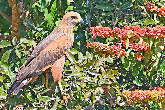 Savannah Hawk, Poconé