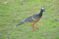 Bare-faced Curassow female, Paraguay river