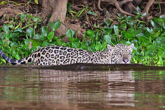 Jaguar, patrolling the river edge, Cuiabá river