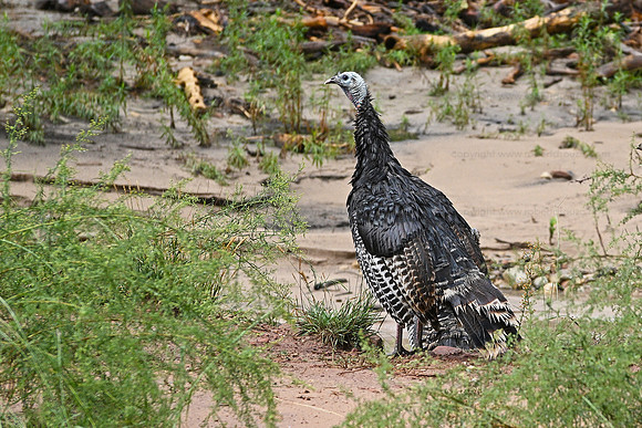 Wild turkey Zion NP