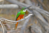 Rufous-tailed Jacama with a bee, Cuiabá river