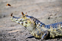Caiman with butterflies, Paraguay river