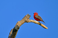Vermilion Flycatcher, Cuiabá river