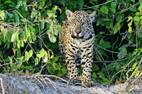 Jaguar cub, Cuiabá river