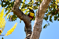 Chestnut-eared Arakari, Poconé